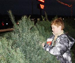 Checking Trees